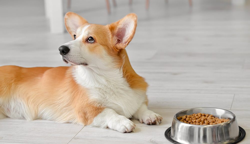 Alimentation canine