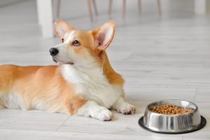 Alimentation canine : décryptage des besoins nutritionnels essentiels