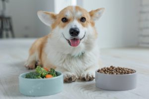 Bien nourrir son chien : conseils nutritionnels et astuces pour une alimentation saine