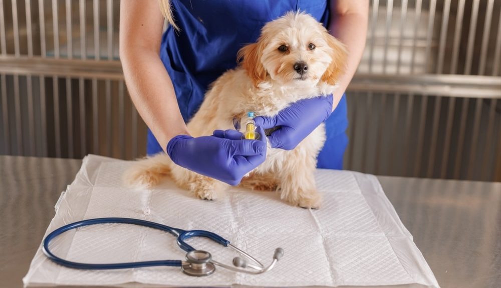 Urgence vétérinaire