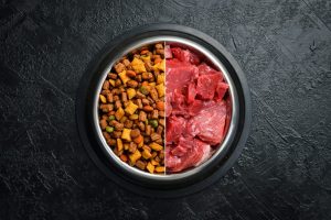 Nutrition de vos compagnons : conjuguer aliments industriels et faits maison pour leur équilibre
