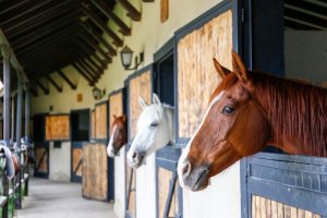 Comment aménager un paddock pour cheval confortable et utilisable toute l’année